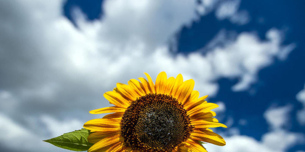 Eine Sonnenblume steht an einem Feldrand - mit viel Sonnenschein wurde die Schweiz im ersten Sommerhalbjahr verwöhnt. (Symbolbild)