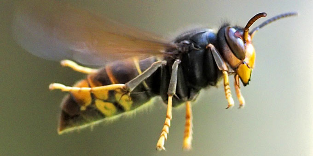 Asiatische Hornissen bedrohen Bienenvölker und einheimische Insekten.