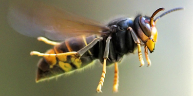 Asiatische Hornissen bedrohen Bienenvölker und einheimische Insekten.