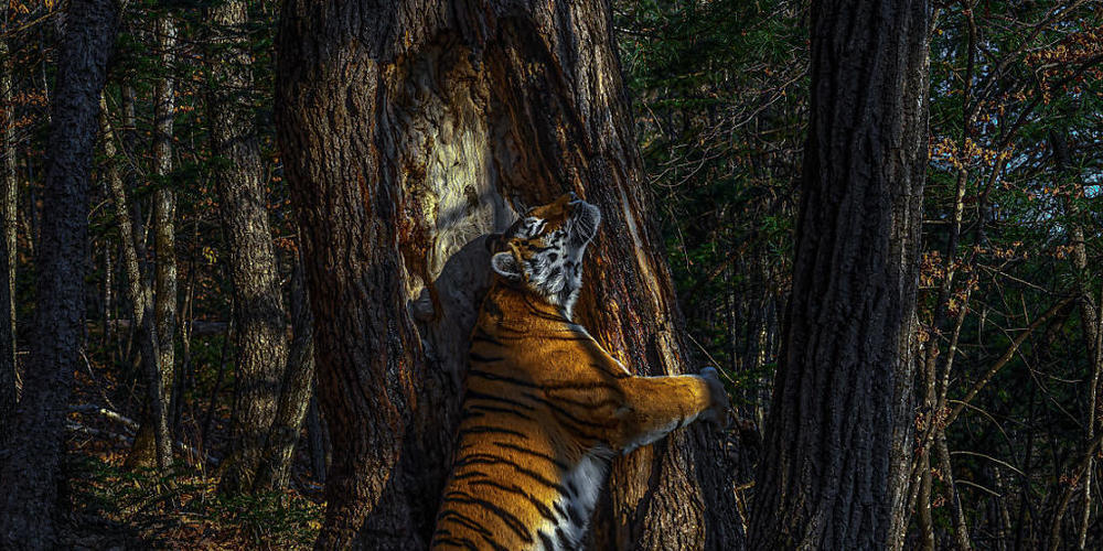HANDOUT - Die Aufnahme des russischen Fotografen Sergej Gorschkow zeigt einen weiblichen sibirischen Tiger, der der einen Baum umarmt. Das Foto hat den Grand Title Award im Rahmen des Wettbewerbs Wildlife Photographer of the Year 2020 gewonnen. Fo...