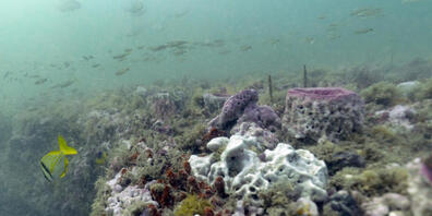 In den Tiefen der Meere befinden sich unentdeckte Schätze, die dereinst für die Pharmazie, Kosmetika oder Lebensmittelindustrie genutzt werden könnten. Die Erforschung dieser Meeresressourcen ist unter den Ländern aber ungleich verteilt.