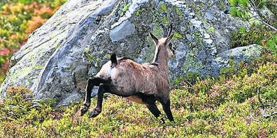 Insgesamt wurden in diesem Jahr 225 Gämsen erlegt. (Bild: Archiv)