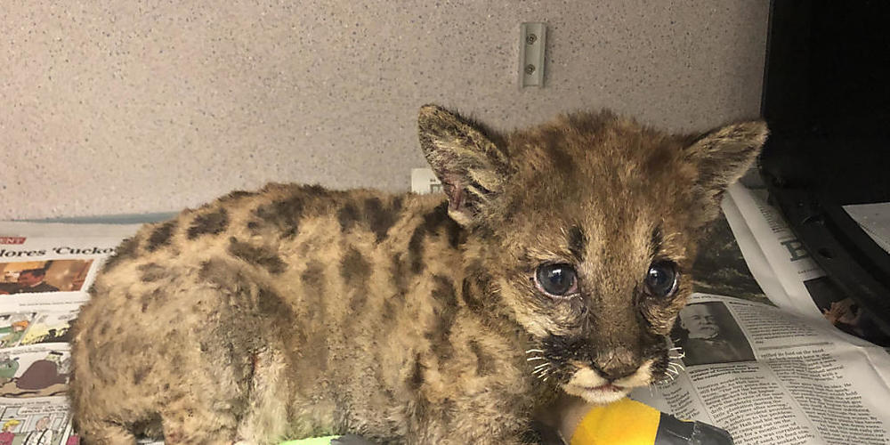 HANDOUT - Berglöwen-Baby «Captain Cal» wurde mit versengten Schnurrhaaren, Pfoten und verletzten Augen eingeliefert. Foto: Oakland Zoo/dpa - ACHTUNG: Nur zur redaktionellen Verwendung im Zusammenhang mit der aktuellen Berichterstattung und nur mit...