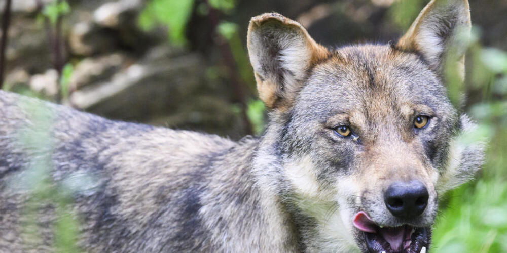 Einzelwölfe zeigten 2024 in Graubünden einen ähnlichen Appetit auf Schafe und andere Nutztiere wie ganze Wolfsrudel. (Symbolbild)