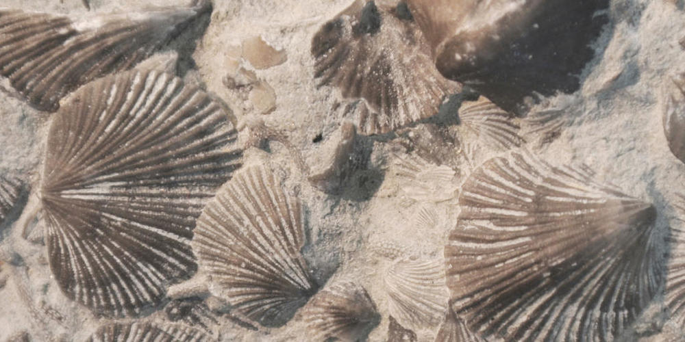 Durch die Bor-Isotopen-Analyse der Schalen von solchen Brachiopoden konnten Forscher rekonstruieren, was vor 250 Millionen Jahren zum grössten Massenaussterben der Erdgeschichte führte (Wikicommons).