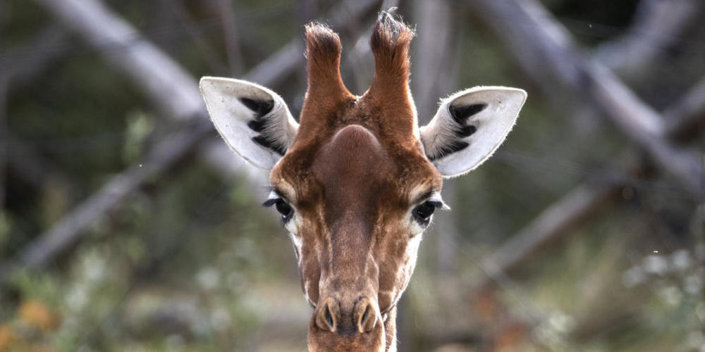 Fühlt sich bisher auch ohne Bulle wohl: eines der vier Giraffen-Weibchen im Zoo Zürich.