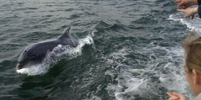 Der Delfin «Fungie» schwimmt neben einem Boot mit Touristen. Foto: PA Archive/dpa