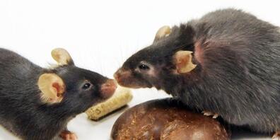 Das Zusammenspiel von Kälte und Vitamin A kann helfen, schlechtes weisses Körperfett in gutes braunes umzuwandeln, was schliesslich der Gewichtsreduktion dient. Die Methode wirkte im Labor bei Mäusen und Menschen. (Symbolbild)