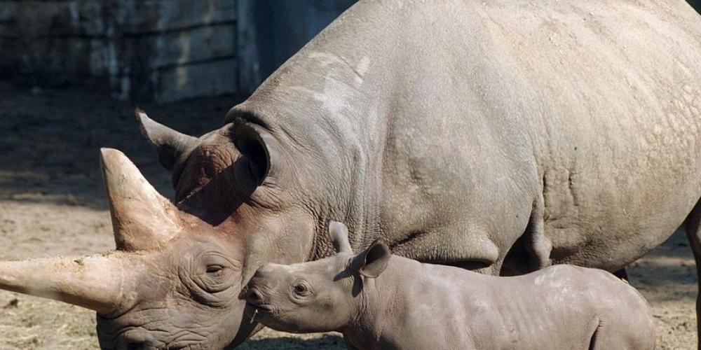 Ein Bild aus besseren Tagen: Baby "Sukari" küsst Nashorn-Mama "Kilaguni" im Berliner Zoo. Das weltweit älteste Spitzmaulnashorn ist nach Angaben des Zoos mit 46 Jahren gestorben. Das Nashorn brachte im Zoo fünf Jungtiere zur Welt. (KEYSTONE/DPA/An...