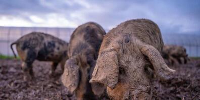 Erster Praxisversuch im Kanton Zug: Woll- und Turopolje-Schweine dezimieren auf natürliche Art den Erdmandelgrasbestand auf einem befallenen Feld im Gebiet Bibersee.