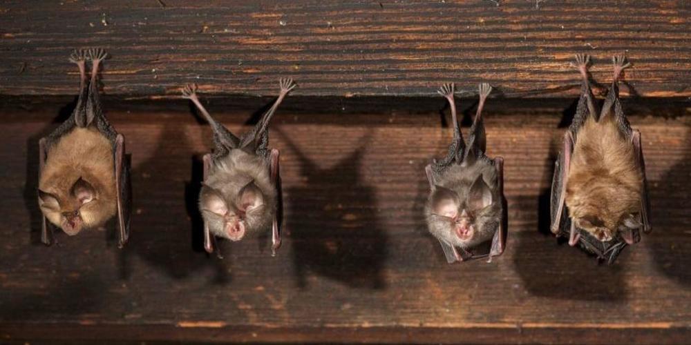 Daumengross und vom Aussterben bedroht: In einem Dachstock hängende Kleine Hufeisennasen.