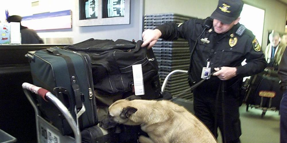 Am Flughafen in Helsinki werden Corona-Spürhunde eingesetzt (Symbolbild)