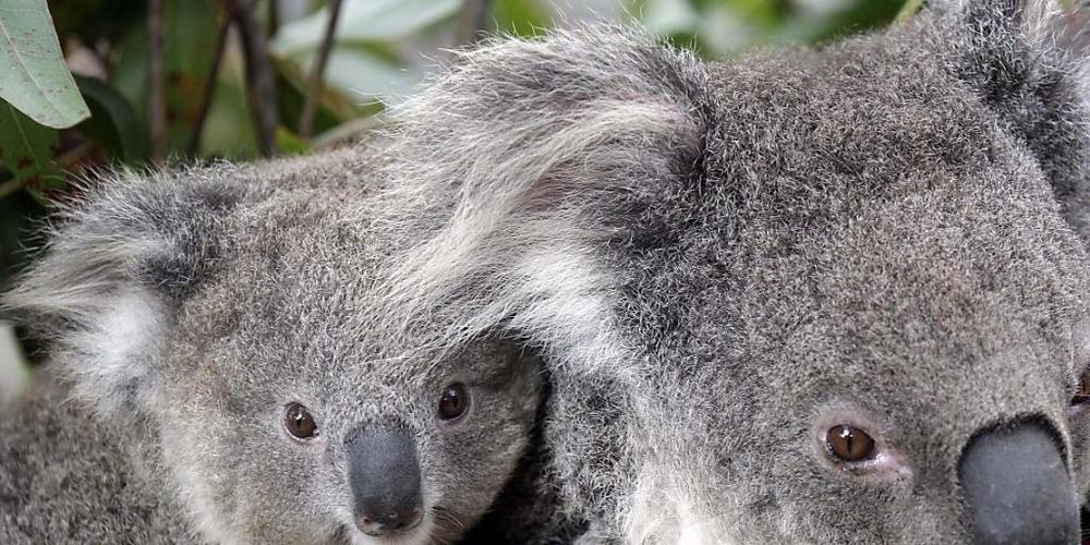 Die Koalas im australischen Bundesstaat New South Wales leiden unter ständigem Stress, was sie anfälliger für lebensbedrohliche Krankheiten macht.