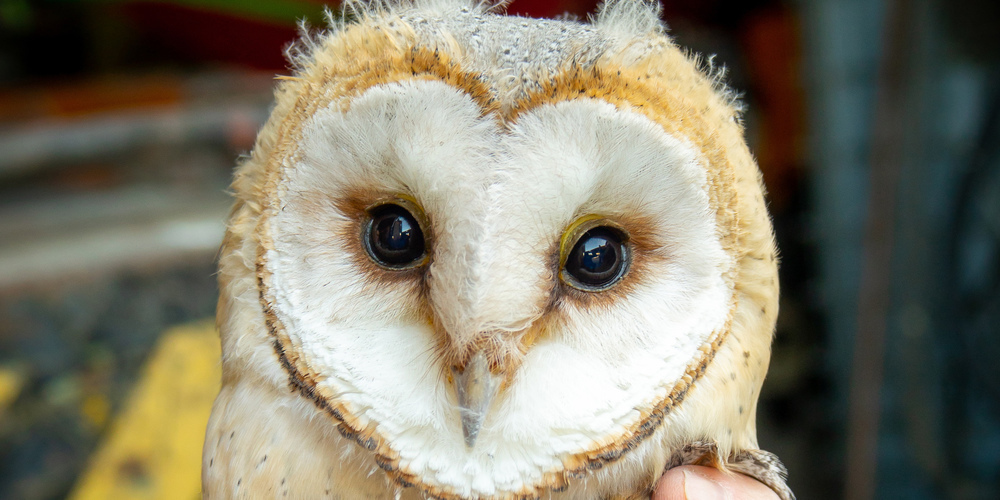 Das Federkleid einer jungen Schleiereule nach der Beringung (zVg.)
