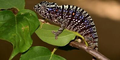 Weibchen der Gattung Furcifer voeltzkowi. Da diese Chamäleons sehr kurzlebig sind, gelten sie als "Eintagsfliegen" unter den Reptilien. Nun ist erstmals seit 100 Jahren wieder eins gesichtet worden (Staatliche Naturwissenschaftliche Sammlung Bayerns)