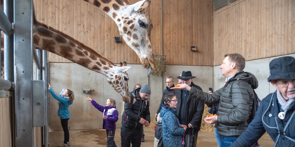 Neugierige Giraffen naschten die Rüebli direkt aus den Händen der Kinder und der Erwachsenen.