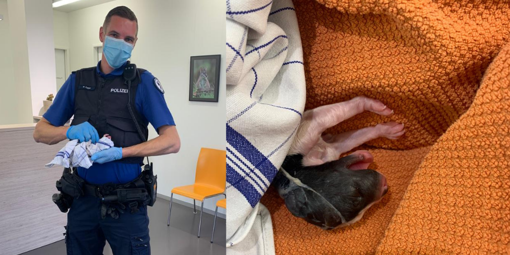 St.Galler Stadtpolizist rettet Hundewelpen nach einem Atemstillstand. (Bild: Stapo SG)