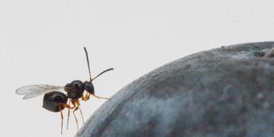 Die Schlupfwespe Ganaspis brasiliensis parasitiert Larven der Kirschessigfliege in reifenden Früchten und könnte sich daher als biologischer Schädlingsbekämpfer eignen.