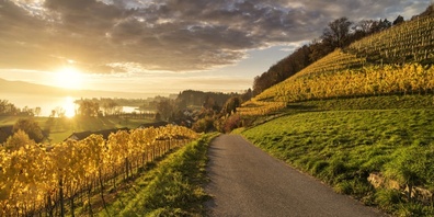 Weingut Höcklistein in Rapperswil-Jona: Der 2020iger wird eine Gaumenfreude.