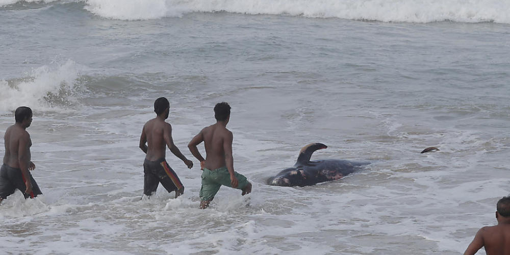 Vier Männer versuchen, einen gestrandeten Wal zurück ins tiefe Wasser des Indischen Ozeans zurückzudrängen. Foto: Eranga Jayawardena/AP/dpa