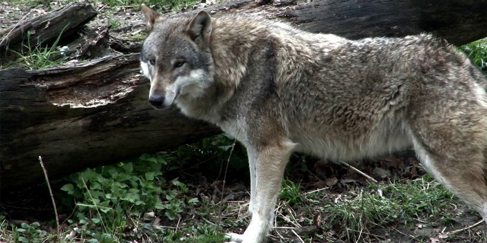 Der gleiche Wolf war 2020 sowohl im Kanton Aargau als auch in der Ostschweiz unterwegs. Dies zeigten genetische Analysen. (Symbolbild)