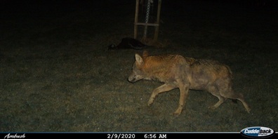 Der Wolf wird auch im Toggenburg immer mehr zum Problem.