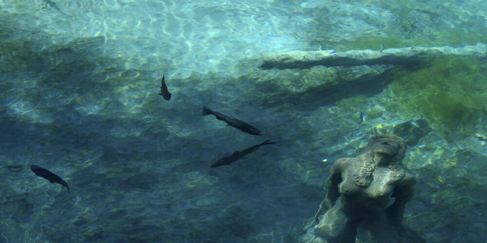 Für die Wanderung von Fischen gibt es in Gewässern im Appenzellerland zahlreiche Hindernisse. (Archivbild)