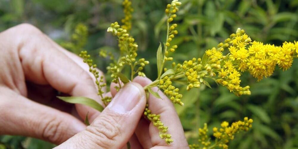 Die Goldrute zählt zu den Neophyten. (Symbolbild)