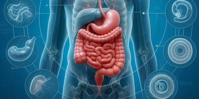 Darmbakterien im Fokus der Altersforschung. Die Zusammensetzung des Mikrobioms beeinflusst massgeblich die Gesundheit unserer Blutgefässe.