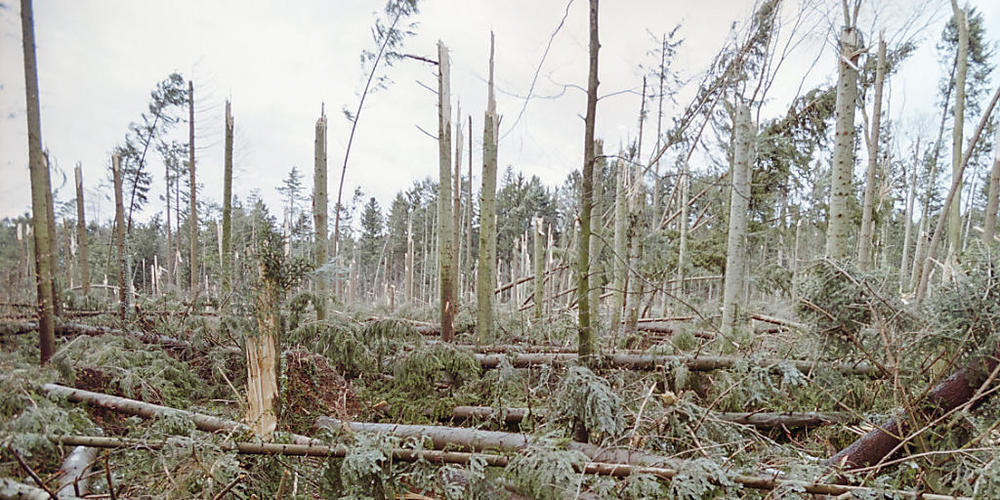 Umgeknickte Bäume, die der orkanartige Sturm Lothar im Jahr 1999 hinterlassen hat: Werden die Bäume nicht weggeräumt, entwickelt sich eine vielfältige Gemeinschaft an Pflanzen und Tieren.