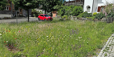 Endlich sichtbar: Die Wildblumenwiese in Grüsch.