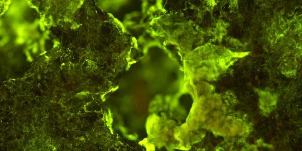 Das Bakterium Sphingomonas desiccabilis löst Metalle auch bei Schwerelosigkeit aus Gesteinen, wie Experimente auf der Internationalen Raumstation ISS zeigten.