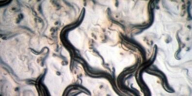 Der Fadenwurm Caenorhabditis elegans sieht bescheiden und ein bisschen eklig aus - aber er versorgt Forscher immer wieder mit Einsichten. Die neueste: Zwei Ribonukleinsäuren genügen, um aus einem ungeordneten Zellhaufen einen wohlgestalteten Embry...