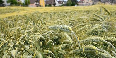 Gentechnisch veränderte Pflanzen sollen in der Schweiz weiterhin nur für die Forschung angebaut werden. (Symbolbild.)