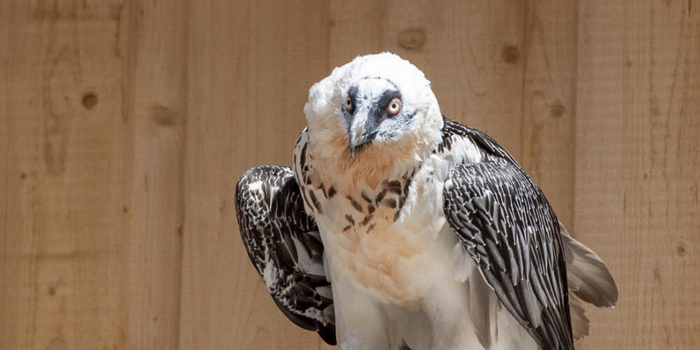 Der Tierpark Goldau verfügt seit 2019 über eine Zuchtstation für Bartgeier. (Archivbild)