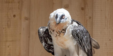 Der Tierpark Goldau verfügt seit 2019 über eine Zuchtstation für Bartgeier. (Archivbild)