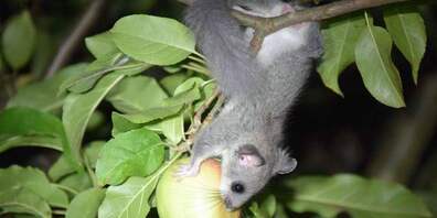 (Bild: Lorenzo Vinciguerra) Siebenschläfer