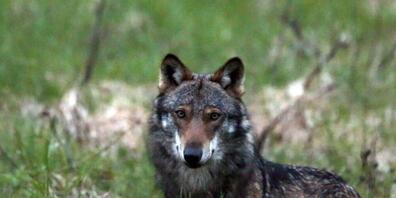 Die Spuren an drei toten und zwei verletzten Schafen in Innerthal SZ deuten auf einen Wolfsriss hin. (Symbolbild)