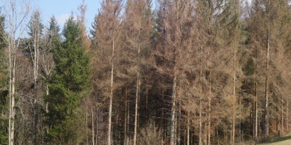 Der Borkenkäfer befällt gerne Fichten, die dadurch absterben.