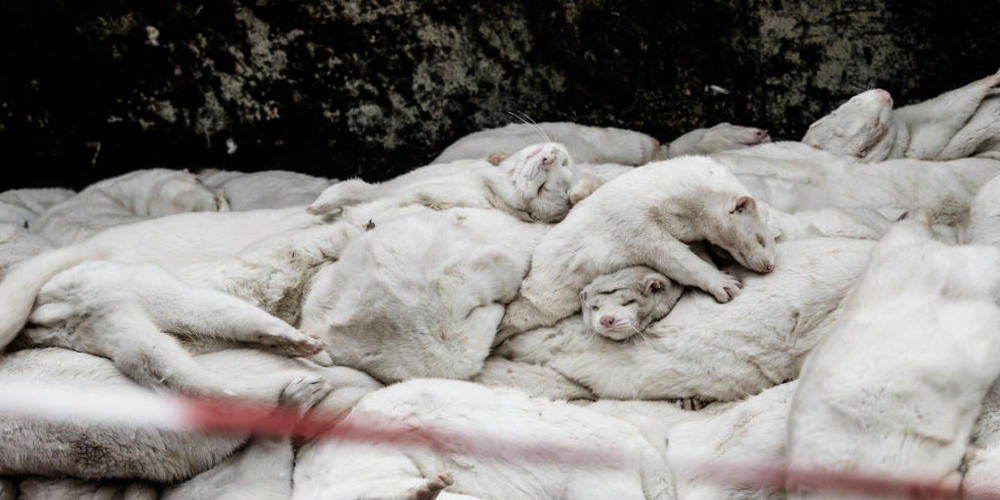 ARCHIV - Nerze, die auf einem Bauernhof in Farre im südlichen Teil von Jütland getötet wurden.  In Dänemark haben sich Menschen mit einer ursprünglich bei Nerzen aufgetretenen Variante des Coronavirus infiziert. Foto: Mette Moerk/Ritzau Scanpix/AP...