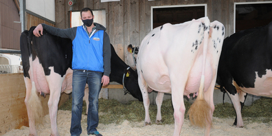 Mit Maske vor dem Auktionslot: Edwin Steiner hat nach neuen Wegen für die Swiss Mountain Sale Days in Wilen gesucht. Foto: Frieda Suter