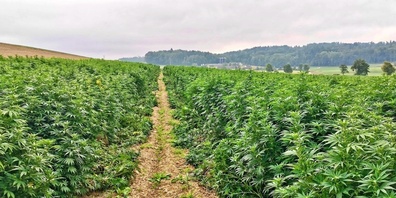 Im Linthgebiet kann auf eine erfolgreiche Ernte von CBD Hanf zurückgeblickt werden.