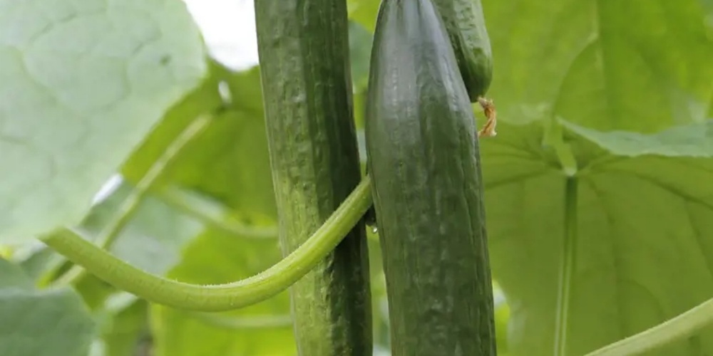 Die Salatgurke ist beliebt.