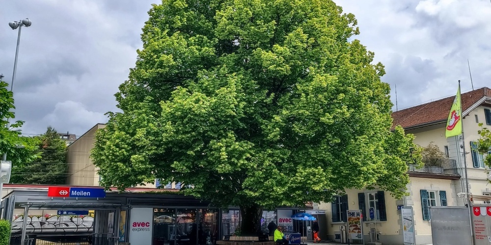 Eine besonders eindrückliche Linde befindet sich zum Beispiel direkt am Bahnhof Meilen.