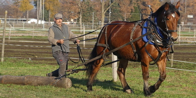 Das Burgdorferpferd Othello mit Andreas Giger auf einem der zahlreichen Hindernisse des Übungsparcours (Bilder: Ulrike Huber)