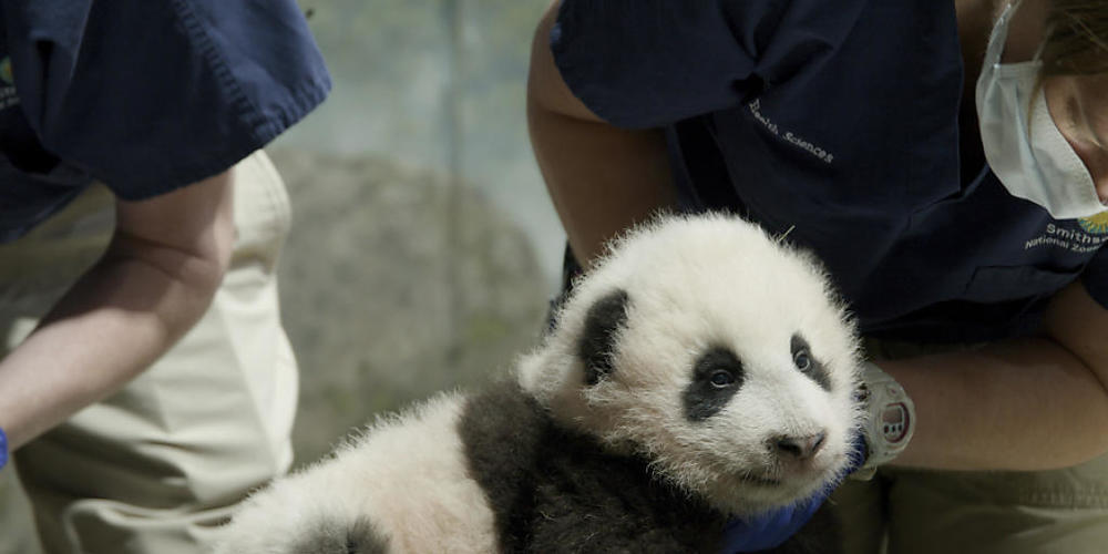 HANDOUT - Das Pandababy wird im Smithsonian National Zoological Park von Pflegern betreut. Der am 21. August geborene Pandajunge trägt den Namen Xiao Qi Ji, was in Mandarin-Chinesisch «kleines Wunder» bedeutet. Foto: -/Smithsonian's National Zoo/A...