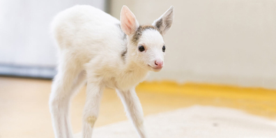 Das weisse Reh wurde im Frühling 2020 nach Goldau gebracht. 