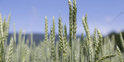 Weltweit existieren 650'000 Weizensorten. Ein internationales Forschungsteam entschlüsselten nun die Genome zehn Weizensorten aus vier Kontinenten. (Archivbild)