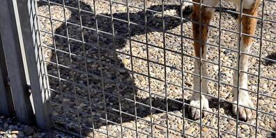 Hunde sind am meisten von Verstössen gegen das Tierschutzrecht betroffen. (Themenbild)