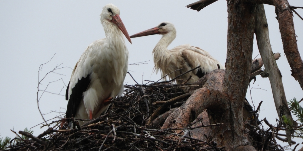 Zwei der rund 120 Störche in ihrem Nest über den Dächern Uznachs. 60 Jungtiere erhielten dieses Jahr einen Ring der Vogelwarte Sempach.